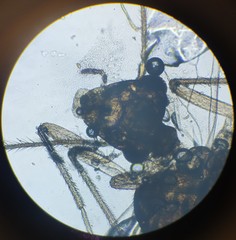 Lachesilla pedicularia