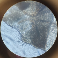 Lachesilla pedicularia