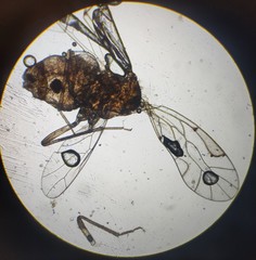 Lachesilla pedicularia