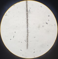 Lachesilla pedicularia