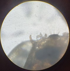 Lachesilla pedicularia