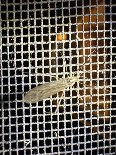 Unknown species found near Harvard Pl, Ithaca, NY, US