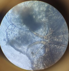 Lachesilla pedicularia