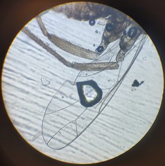 Lachesilla pedicularia