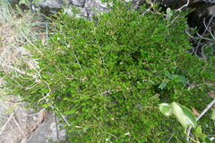 Peponidium