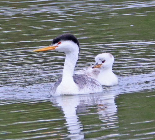 iNaturalist observation photo of Clark's Grebe