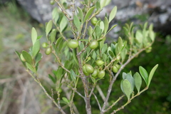 Peponidium