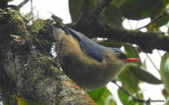 Velvet-Fronted Nuthatch photo 2