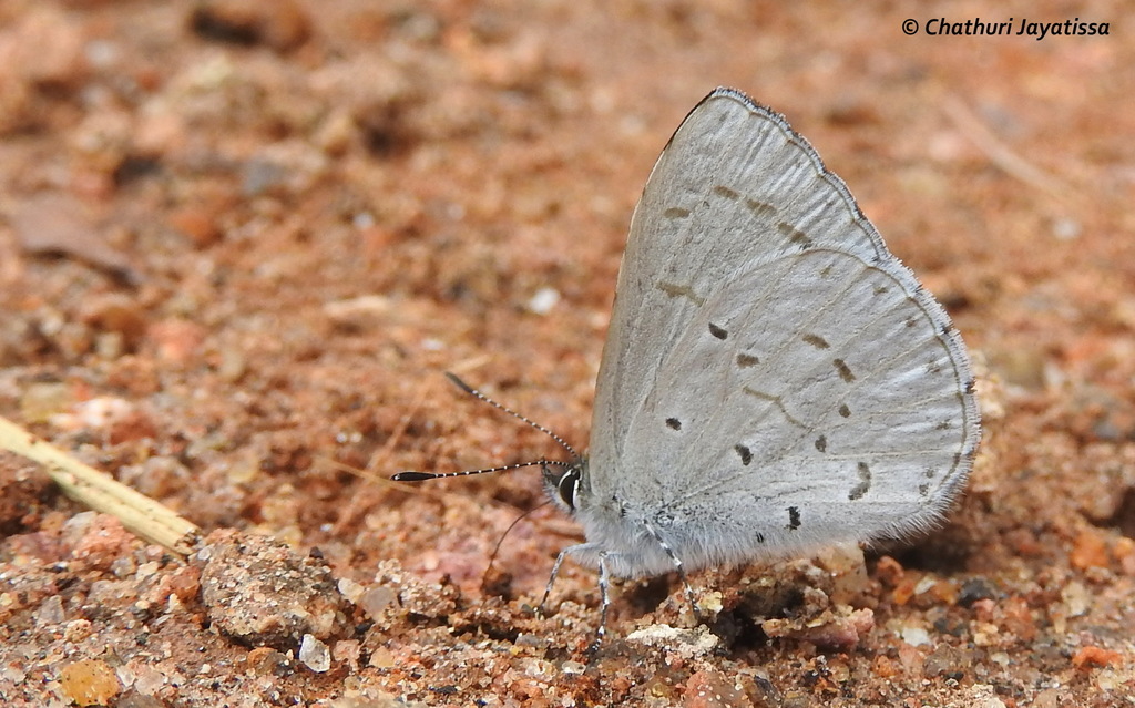Ceylon hedge blue