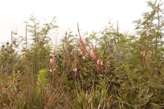 Watsonia fourcadei