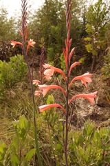 Watsonia fourcadei