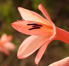 Watsonia fourcadei