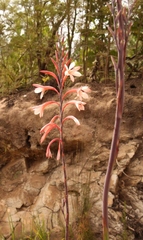 Watsonia fourcadei