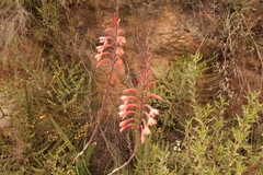 Watsonia fourcadei