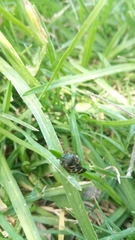 Deois flexuosa
