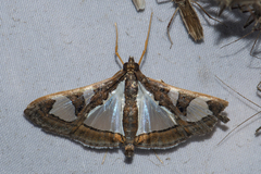 Glyphodes bivitralis