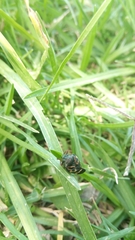 Deois flexuosa