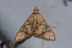 Glyphodes canthusalis