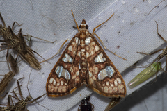 Glyphodes canthusalis