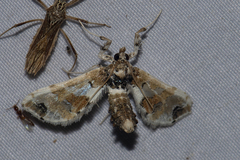 Leucinodes orbonalis