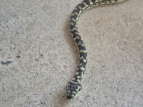 Coastal Carpet Python sighting