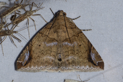 Pindara