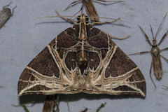 Ecliptopera rectilinea