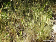 Sideritis tragoriganum