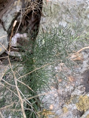Asparagus sylvicola