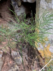 Asparagus sylvicola