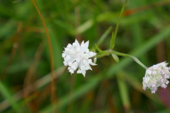 Astrantia minor