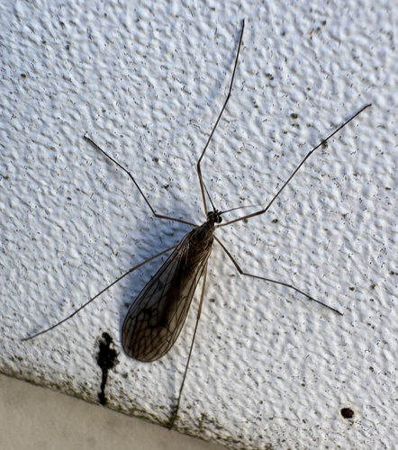 Unknown species found near Chestnut St, Gardiner, ME, US