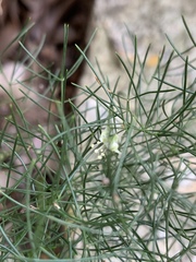 Asparagus sylvicola