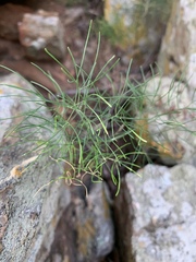 Asparagus sylvicola