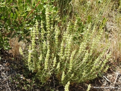 Sideritis tragoriganum