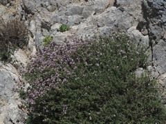 Satureja thymbra