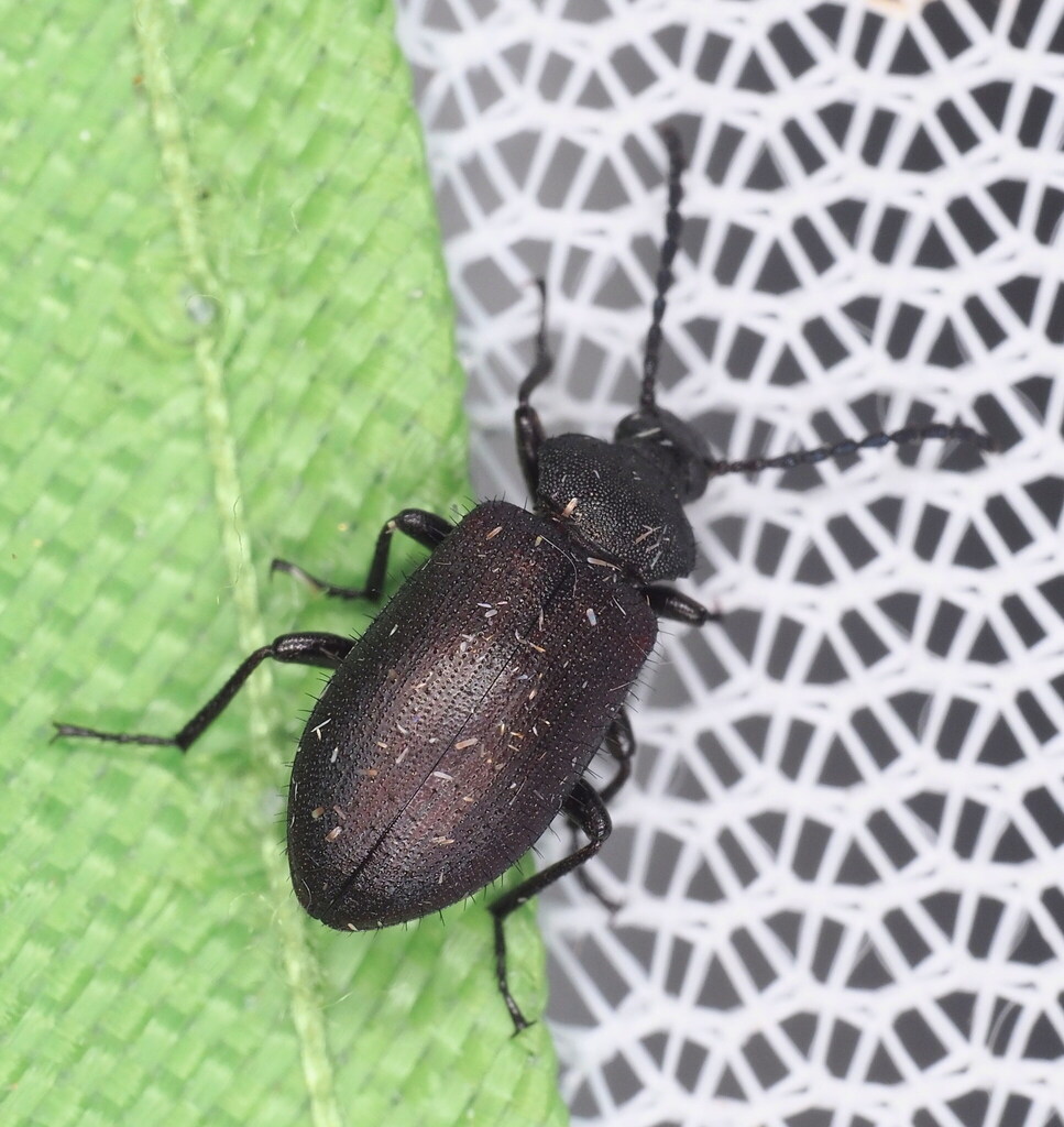 Lystronychus championi