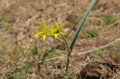 Moraea pallida