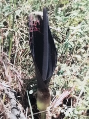 Arum dioscoridis