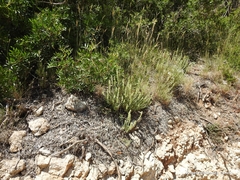 Sideritis tragoriganum