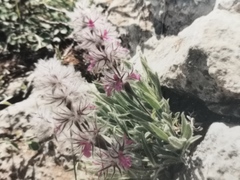 Stachys lavandulifolia