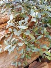 Pterocelastrus echinatus