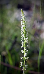 Microtis alba