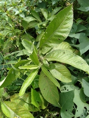 Blumea balsamifera