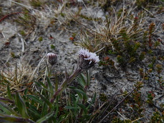 Erigeron incertus
