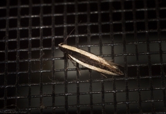 Macrenches eurybatis
