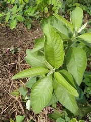 Blumea balsamifera