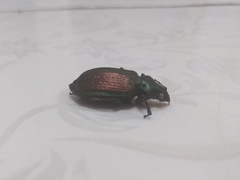 Calosoma alternans