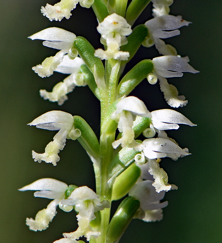 white mignonette orchid
