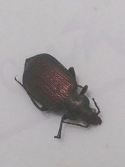 Calosoma alternans